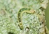  ( - FRC41215)  @11 [ ] CreativeCommons - Attribution Non-Commercial Share-Alike (2017) Carlo L. Seifert Institute of Entomology, Biology Centre CAS, Ceske Budejovice