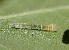  ( - FRC41222)  @12 [ ] CreativeCommons - Attribution Non-Commercial Share-Alike (2017) Carlo L. Seifert Institute of Entomology, Biology Centre CAS, Ceske Budejovice