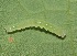  ( - FRC41271)  @12 [ ] CreativeCommons - Attribution Non-Commercial Share-Alike (2017) Carlo L. Seifert Institute of Entomology, Biology Centre CAS, Ceske Budejovice
