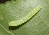  ( - FRC41565)  @11 [ ] CreativeCommons - Attribution Non-Commercial Share-Alike (2017) Carlo L. Seifert Institute of Entomology, Biology Centre CAS, Ceske Budejovice