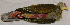  (Ptilinopus - NC005-EP)  @11 [ ] Unspecified (default): All Rights Reserved  No Rights Reserved Unspecified