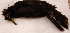  (Gymnomyza - NC014-EP)  @11 [ ] Unspecified (default): All Rights Reserved  No Rights Reserved Unspecified