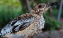  ( - NC049-EP)  @13 [ ] Unspecified (default): All Rights Reserved  No Rights Reserved Unspecified