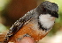  (Pachycephala rufiventris - NC060-EP)  @13 [ ] Unspecified (default): All Rights Reserved  No Rights Reserved Unspecified