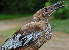 ( - NC085-EP)  @13 [ ] Unspecified (default): All Rights Reserved  No Rights Reserved Unspecified