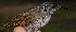 (Glycifohia - NC087-EP)  @11 [ ] Unspecified (default): All Rights Reserved  No Rights Reserved Unspecified