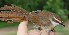  (Cincloramphus - NC093-EP)  @14 [ ] Unspecified (default): All Rights Reserved  No Rights Reserved Unspecified