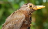  (Turdus poliocephalus - NC104-EP)  @14 [ ] Unspecified (default): All Rights Reserved  No Rights Reserved Unspecified