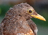  ( - NC108-EP)  @13 [ ] Unspecified (default): All Rights Reserved  No Rights Reserved Unspecified