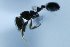  ( - RDT0072_9)  @12 [ ] CreativeCommons - Attribution (2016) David A. Donoso Universidad de Cuenca
