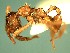  (Myrmicocrypta ACZ3609 - RDT0182_230)  @12 [ ] CreativeCommons - Attribution (2016) David A. Donoso Universidad de Cuenca