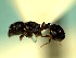  (Adelomyrmex COL001 - RDT0182_237)  @12 [ ] CreativeCommons - Attribution (2016) David A. Donoso Universidad de Cuenca