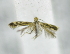  (unclassified Meessiidae - USNM ENT 00720246)  @13 [ ] Unspecified (default): All Rights Reserved  Unspecified Unspecified