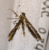  (Conopomorpha sp. ACP2572 - USNM ENT 00720259)  @13 [ ] Unspecified (default): All Rights Reserved  Unspecified Unspecified