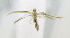  (LepidopteraGEN sp. AAF9994 - USNM ENT 00720301)  @13 [ ] Unspecified (default): All Rights Reserved  Unspecified Unspecified