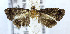  ( - USNM ENT 00720490)  @12 [ ] Unspecified (default): All Rights Reserved  Unspecified Unspecified