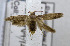  (Blastobasis sp. AAH5431 - USNM ENT 00720817)  @14 [ ] Unspecified (default): All Rights Reserved  Unspecified Unspecified