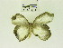  (Taenaris sp. ABZ6451 - USNM ENT 00206864)  @12 [ ] Unspecified (default): All Rights Reserved  Unspecified Unspecified