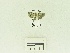  (Giaura sp. AAE0572 - USNM ENT 00667766)  @12 [ ] Unspecified (default): All Rights Reserved  Unspecified Unspecified