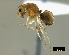  ( - ASA_AM_10_0638)  @14 [ ] Copyright (2011) Brigitte Braschler DST-NRF Centre of Excellence for Invasion Biology, Department of Botany and Zoology, Stellenbosch University