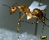  ( - ASA_AM_VC_49_01)  @14 [ ] Copyright (2011) Brigitte Braschler DST-NRF Centre of Excellence for Invasion Biology, Department of Botany and Zoology, Stellenbosch University
