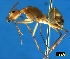  ( - ASA_AM_VC_05_01)  @15 [ ] Copyright (2011) Brigitte Braschler DST-NRF Centre of Excellence for Invasion Biology, Department of Botany and Zoology, Stellenbosch University