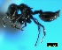  (Crematogaster liengmei - ASA_AM_VC_28_01)  @14 [ ] Copyright (2011) Brigitte Braschler DST-NRF Centre of Excellence for Invasion Biology, Department of Botany and Zoology, Stellenbosch University