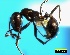  (Monomorium fridae - ASA_AM_VC_32_01)  @14 [ ] Copyright (2011) Brigitte Braschler DST-NRF Centre of Excellence for Invasion Biology, Department of Botany and Zoology, Stellenbosch University