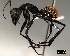  ( - ASA_CED_27_01)  @15 [ ] Copyright (2011) Brigitte Braschler DST-NRF Centre of Excellence for Invasion Biology, Department of Botany and Zoology, Stellenbosch University
