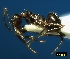  ( - ASA_CED_40_01)  @14 [ ] Copyright (2011) Brigitte Braschler DST-NRF Centre of Excellence for Invasion Biology, Department of Botany and Zoology, Stellenbosch University