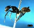  ( - ASA_CTWC_15_01)  @12 [ ] Copyright (2011) Brigitte Braschler DST-NRF Centre of Excellence for Invasion Biology, Department of Botany and Zoology, Stellenbosch University