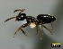  (Technomyrmex pallipes - ASA_HEN_14_01)  @14 [ ] Copyright (2011) Brigitte Braschler DST-NRF Centre of Excellence for Invasion Biology, Department of Botany and Zoology, Stellenbosch University