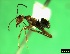  ( - ASA_IBA_32_02)  @14 [ ] Copyright (2011) Brigitte Braschler DST-NRF Centre of Excellence for Invasion Biology, Department of Botany and Zoology, Stellenbosch University