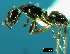  ( - ASA_IBA_61_01)  @13 [ ] Copyright (2011) Brigitte Braschler DST-NRF Centre of Excellence for Invasion Biology, Department of Botany and Zoology, Stellenbosch University