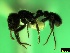  ( - ASA_IBA_08_01)  @13 [ ] Copyright (2011) Brigitte Braschler DST-NRF Centre of Excellence for Invasion Biology, Department of Botany and Zoology, Stellenbosch University