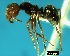  ( - ASA_IBA_91_01)  @13 [ ] Copyright (2011) Brigitte Braschler DST-NRF Centre of Excellence for Invasion Biology, Department of Botany and Zoology, Stellenbosch University