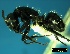  ( - ASA_IBA_94_03)  @14 [ ] Copyright (2011) Brigitte Braschler DST-NRF Centre of Excellence for Invasion Biology, Department of Botany and Zoology, Stellenbosch University