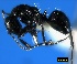  ( - ASA_IBA_96_06)  @14 [ ] Copyright (2011) Brigitte Braschler DST-NRF Centre of Excellence for Invasion Biology, Department of Botany and Zoology, Stellenbosch University