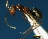  ( - ASA_IBA_98_04)  @14 [ ] Copyright (2011) Brigitte Braschler DST-NRF Centre of Excellence for Invasion Biology, Department of Botany and Zoology, Stellenbosch University