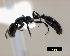  ( - ASA_IBA_HEL190308_1.6_13)  @11 [ ] Copyright (2013) Brigitte Braschler DST-NRF Centre of Excellence for Invasion Biology, Department of Botany and Zoology, Stellenbosch University