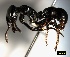  ( - ASA_JAM_1_01)  @14 [ ] Copyright (2011) Brigitte Braschler DST-NRF Centre of Excellence for Invasion Biology, Department of Botany and Zoology, Stellenbosch University