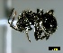  (Polyrhachis revoili - ASA_KZN_120_03)  @14 [ ] Copyright (2011) Brigitte Braschler DST-NRF Centre of Excellence for Invasion Biology, Department of Botany and Zoology, Stellenbosch University