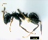  ( - ASA_KZN_85_13)  @13 [ ] Copyright (2013) Brigitte Braschler DST-NRF Centre of Excellence for Invasion Biology, Department of Botany and Zoology, Stellenbosch University