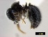  (Meranoplus inermis - CASW_81_1)  @11 [ ] Copyright (2012) Brigitte Braschler DST-NRF Centre of Excellence for Invasion Biology, Department of Botany and Zoology, Stellenbosch University