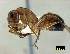  ( - ASA_IBA_PRI140210_3475BCT)  @11 [ ] Copyright (2012) Brigitte Braschler DST-NRF Centre of Excellence for Invasion Biology, Department of Botany and Zoology, Stellenbosch University