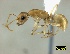  ( - ASA_IBA_PRI14102006_2.1)  @11 [ ] Copyright (2012) Brigitte Braschler DST-NRF Centre of Excellence for Invasion Biology, Department of Botany and Zoology, Stellenbosch University