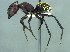  ( - 38750_HYM-C006710_brevisetosus_H11)  @11 [ ] Copyright (2021) Iziko Museums of South Africa Iziko Museums of South Africa