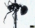  ( - CASW_110)  @13 [ ] Copyright (2012) Brigitte Braschler DST-NRF Centre of Excellence for Invasion Biology