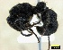  (Pachycondyla pumicosa - ASA_KOG_12)  @14 [ ] Copyright (2012) Brigitte Braschler DST-NRF Centre of Excellence for Invasion Biology, Department of Botany and Zoology, Stellenbosch University