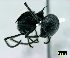  (Polyrhachis schistacea - ASA_KZN_52_01)  @14 [ ] Copyright (2011) Brigitte Braschler DST-NRF Centre of Excellence for Invasion Biology, Department of Botany and Zoology, Stellenbosch University
